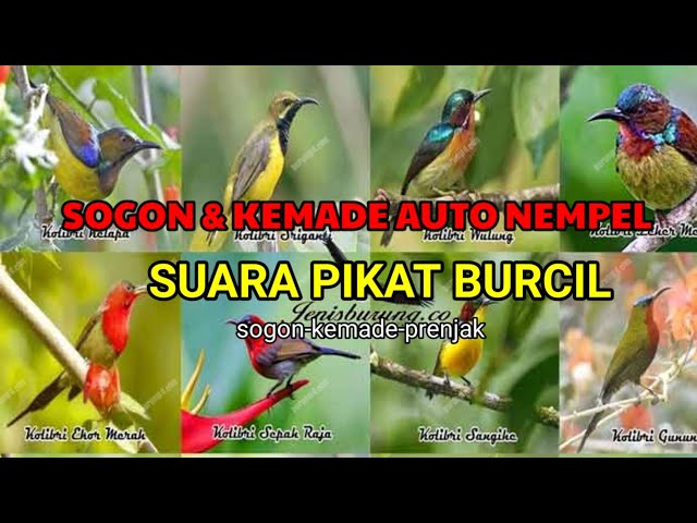 SUARA PIKAT BURCIL TERBARU AMPUH... - SUARA PIKAT SEGALA JENIS BURUNG- suara pikat sogon class=