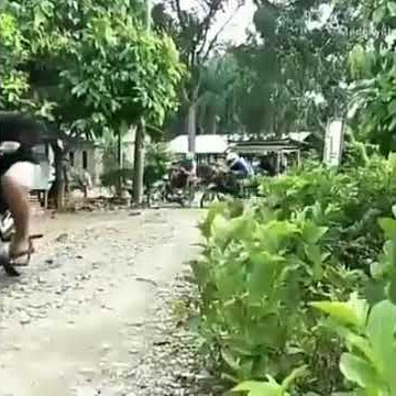 Rossi salah jalan Ehhh Malah nabbrak pohon pisang