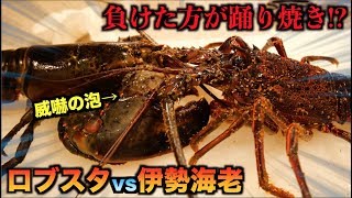 エビの喧嘩！！伊勢海老とロブスターを戦わせたら弱肉強食がすごすぎた・・・