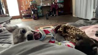 Chiweenie puppy and Chihuahua dog playing. #cutedog #cutedogs  #funnydog #puppy #funnyvideo #barking