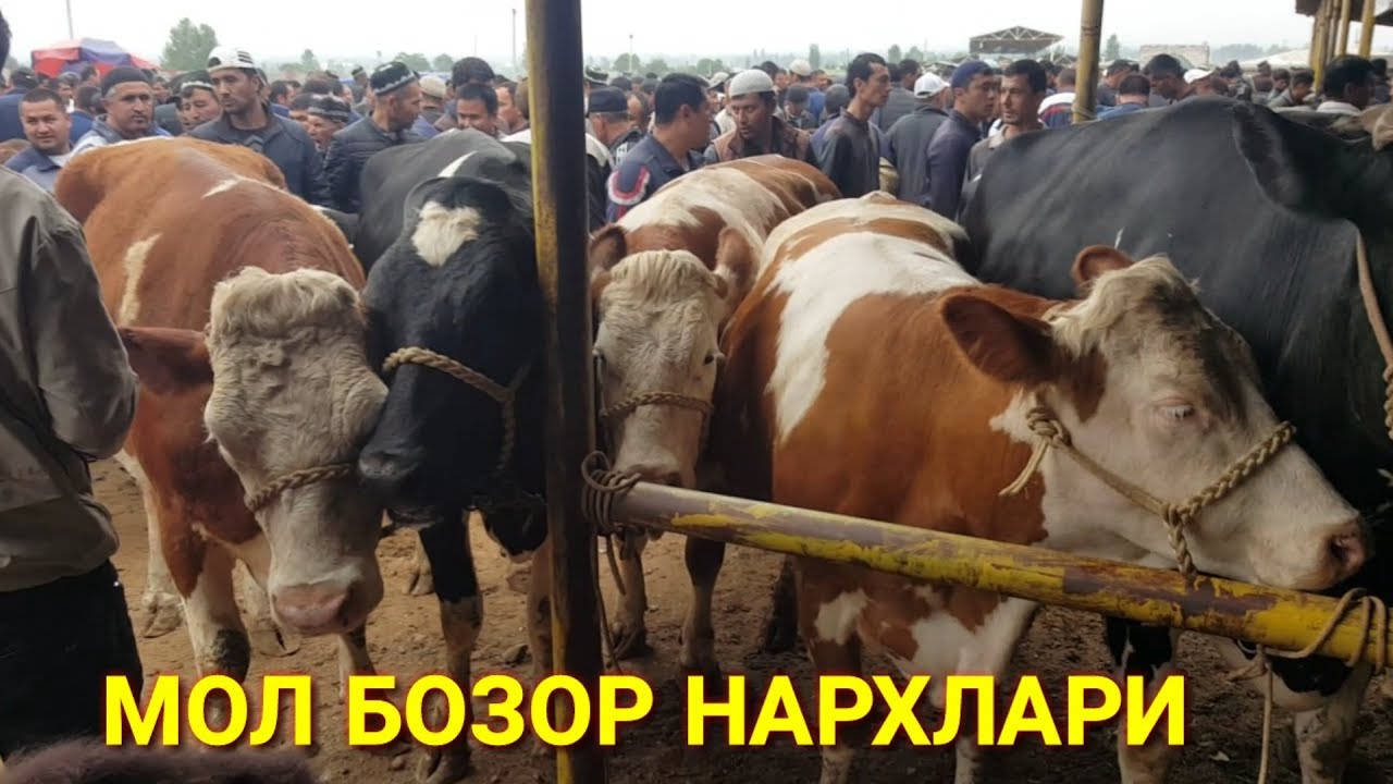 Сув мотор нархлари