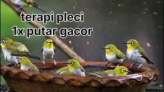 Terapi pleci di putar bikin gacor respon ngalas 