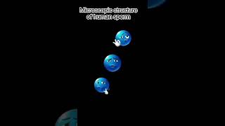 #diagram Microscopic structure of human sperm #lifeisbutadream