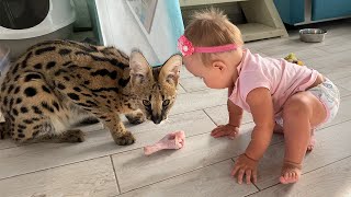 WILD CAT SHARES FOOD WITH A CHILD / Contactless Serval hunting