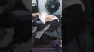 perfect cat bed #pets #cat #animals #funny #cute