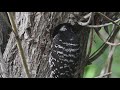 Nuttall&#39;s Woodpecker Nest- Parents feeding nestlings