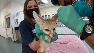 Vet Techs Care For Animals At The Zoo And Around The World