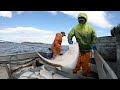 Setting and Hauling Halibut Longline - Alaska Commercial Fishing