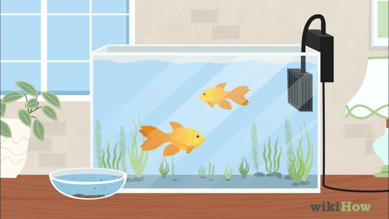 How Often To Feed Goldfish In Pond