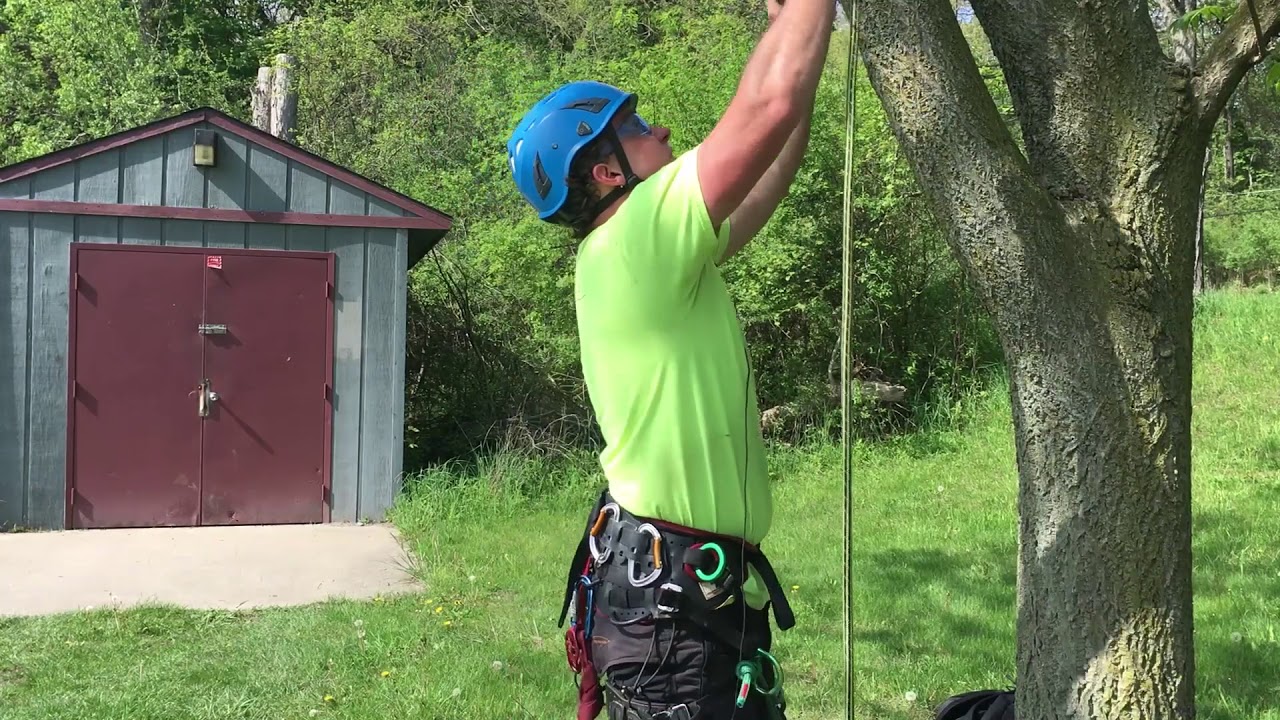 Tree Climbing Ascent Systems - YouTube