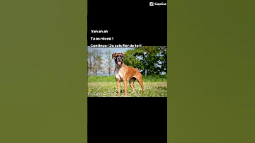 C Est Pas La Vraie Photo De Mon Chien Mais Mon Chien C était Un Boxer Repose En Paix Tyson 