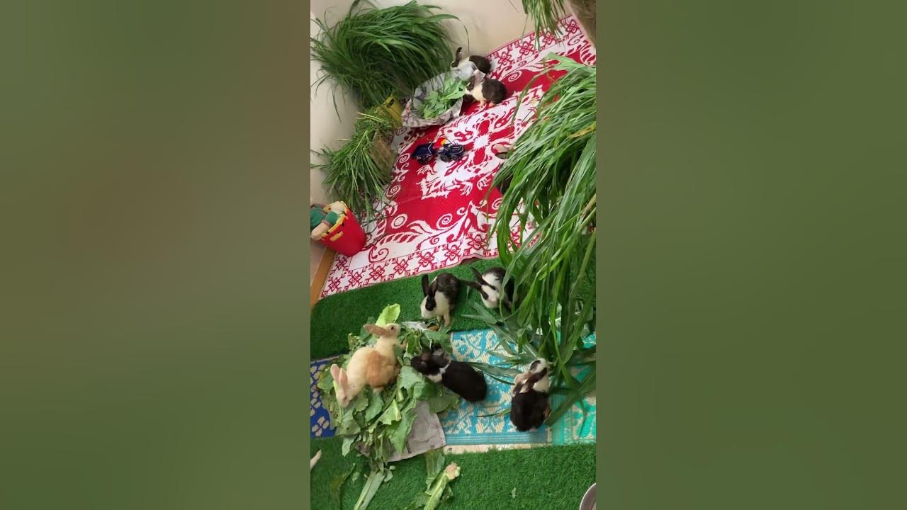 Why does my rabbit bite me softly?rabbit nip? rabbitbunny 2022