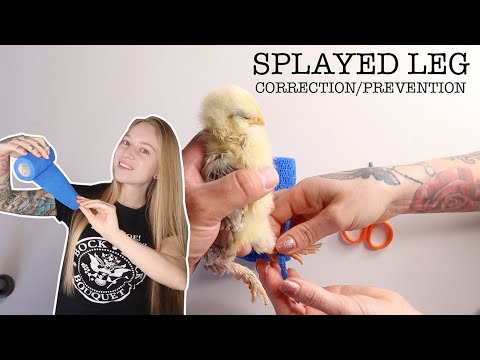 Video: Čo spôsobuje roztiahnuté nohy u kurčiat?
