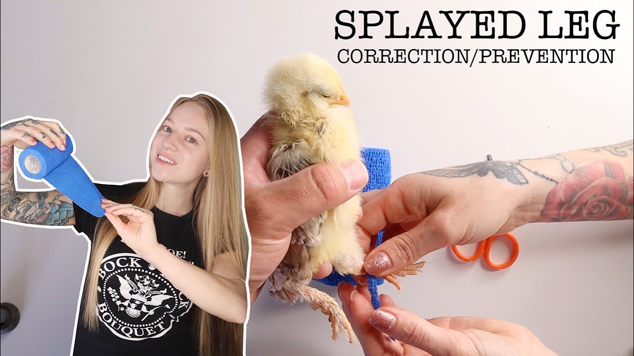 Best Way to Treat/Prevent Splayed Legs in Baby Chicks YouTube