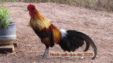 Qaib dib daj pom 3 zoo nkauj thiab qua zoo 2020