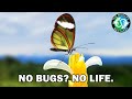 You Can&#39;t Live Without Insects - This is Why (ft. @JacksWorldofWildlife)