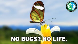 You Can&#39;t Live Without Insects - This is Why (ft. @JacksWorldofWildlife)