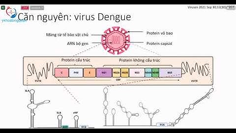 Chẩn đoán điều trị sốt xuất huyết Dengue