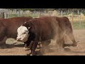 Trío de Toros Puros Registrados raza Hereford