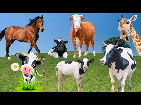 Learn about herbivores: cows, calves, cow sounds, cows eating grass