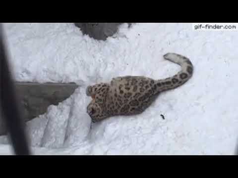This is why snow leopards are going extinct - YouTube