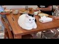 猫の朝に密着してみたらけっこう真ん中にいました