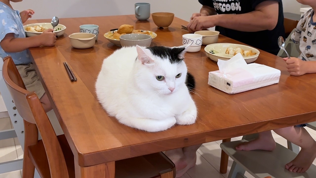 Spent a Morning Following My Cat… and He Was Pretty Much Always in