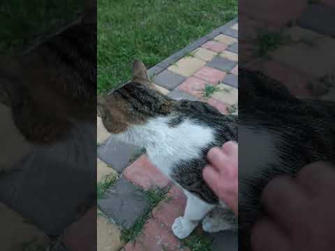 Приключения Шурика домашние животные #животные #кот #animals #shorts #video #шортс #видео