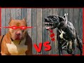 Pitbull vs Pit monster