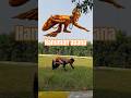 Hanuman asana part 5 #shorts #asana #hospet