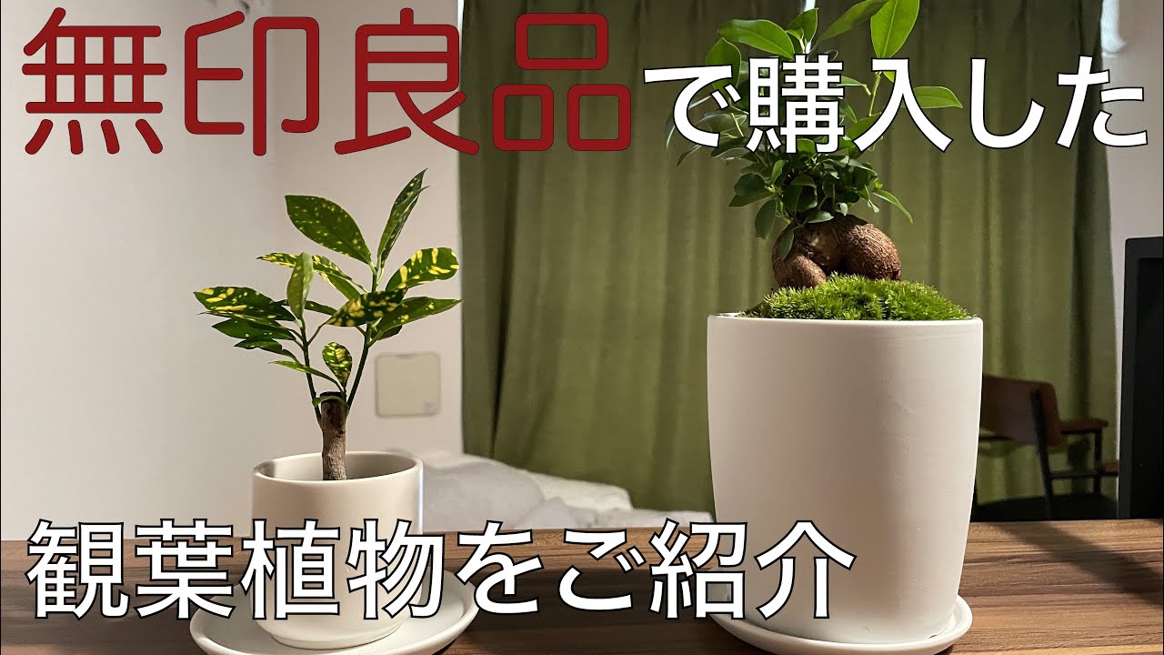 無印良品で購入した観葉植物をご紹介! - YouTube 無印良品で購入した観葉植物をご紹介! - YouTube