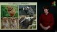 Позвоночные животные: разнообразие и эволюция ile ilgili video