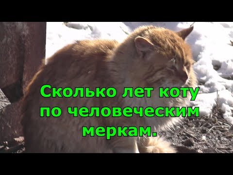 Как посчитать сколько коту лет по человеческим меркам