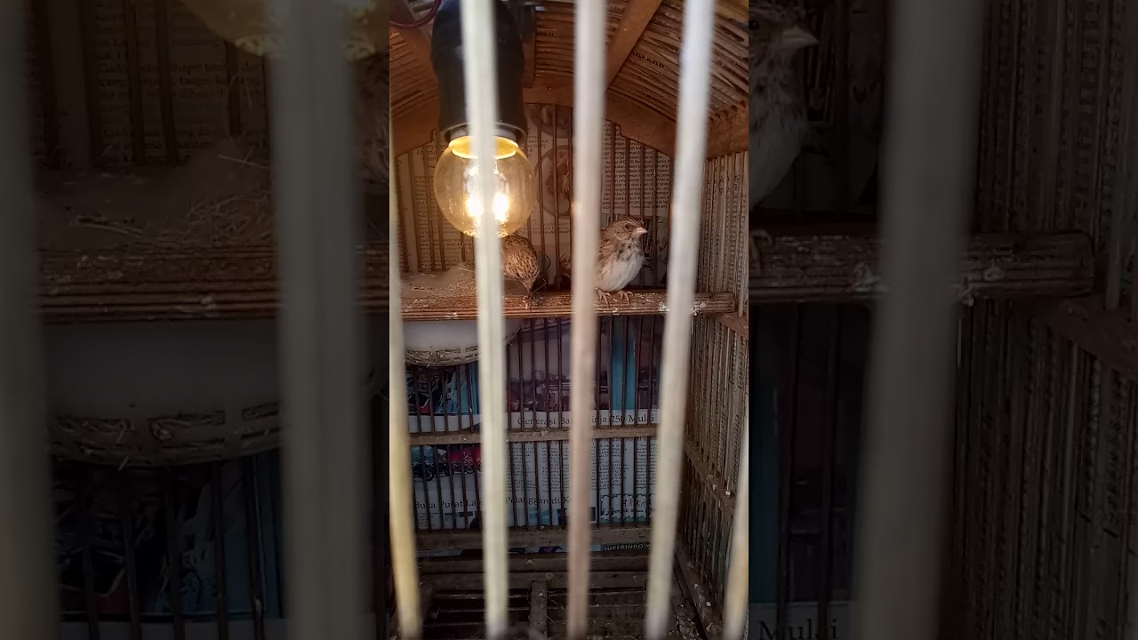 Burung sanger perjodohan ternak sanger 