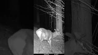 BELLISSIMO CERVO #trailcam #fototrappolaggio