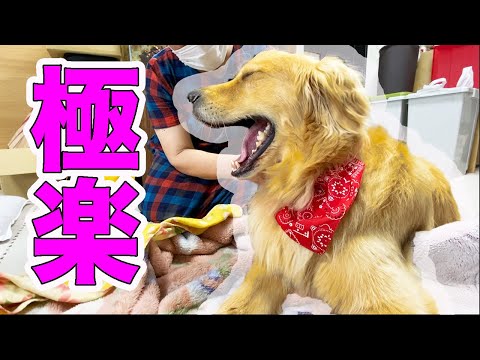 【驚愕】おやつよりも整体師のマッサージが好きなゴールデンレトリバー！！