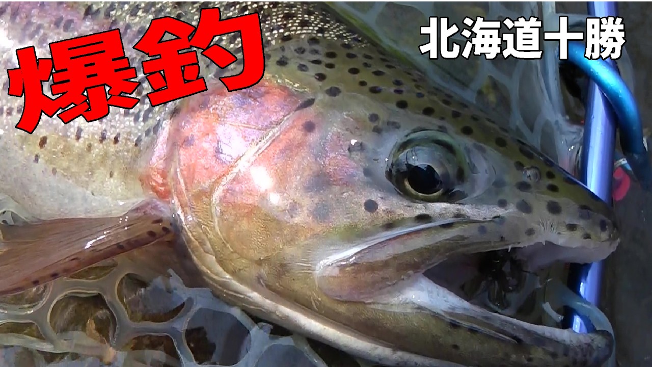 2026.3.29 釣果急上昇中 トラウト王国北海道十勝の春 ＃フライ