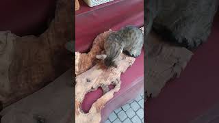 Mırmır Kedimizin Zeytin Ağacı Keyfi