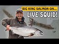 CATCHING BIG CHINOOK SALMON WITH LIVE SQUID! 🦑 Light Tackle Salmon Action | Fishing with Rod