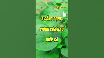 🔴RAU DIẾP CÁ VÀ 6 CÔNG DỤNG #dinhduong #baithuocdangian #shortvideo #health