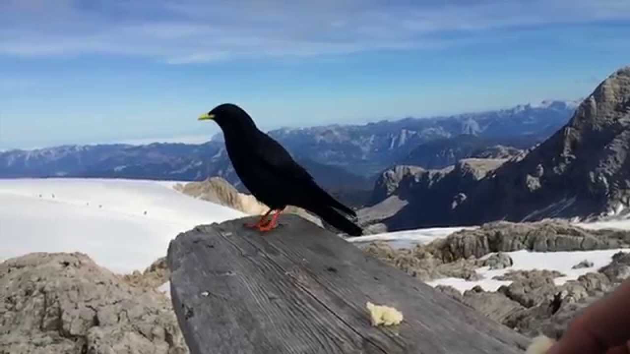 Der Dachstein - sky walk
