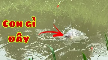 Câu Cá Rô Phi - Cá Mè Vinh Cá Ăn Liên Tục Nhiều Cần | Fishing - Miền Tây