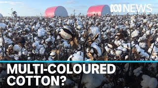 Details Australian scientists discover how to grow naturally coloured cotton | ABC News Update