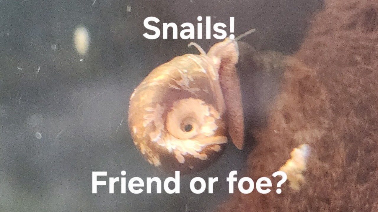 Friday Fish, Food and Fun! 9/25/26