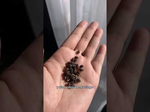 Video: Plantar piñas enteras: información sobre cómo germinar una piña entera