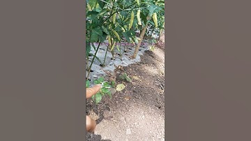 perawatan tanaman cabe di musim kemarau