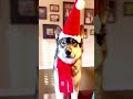 The Only Christmas Dog I Need рџЋ The Only Christmas Dog I Need рџЋ