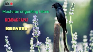 Masteran burung Srigunting hitam nembak Brentet 2024