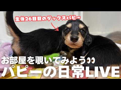 最新の登場動画