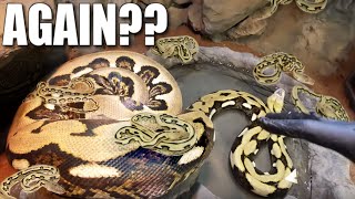 MY 20 FOOT HUGE SNAKE (Lucy) IS GONNA BE A MOM AGAIN!!! | BRIAN BARCZYK